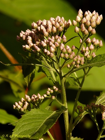 {Pluchea camphorata}